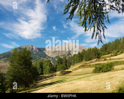 Estate nelle Alpi francesi, scenario vicino a Les Orres, Francia altezza appena al di sotto di 2000m. Foto Stock