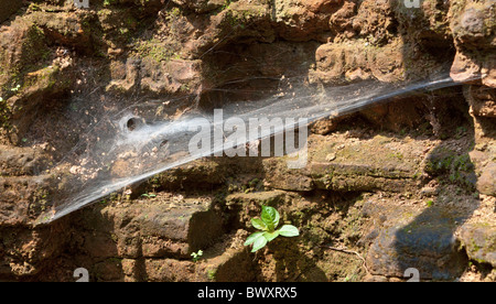 Prato wolf spider (Hippasa holmerae) nel suo web tra le rovine presso il Figlio mio tempio complesso in Viet Nome. Foto Stock