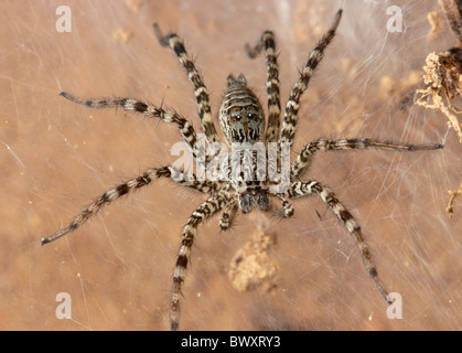 Prato wolf spider (Hippasa holmerae) sul suo web. Foto Stock