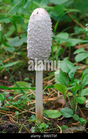 Shaggy copertura di inchiostro Coprinus comatus Foto Stock