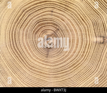 Tronco close up sbagliato del legno di acacia anelli annuali sezione trasversale robinia tronco tribù antiche persona struc Foto Stock