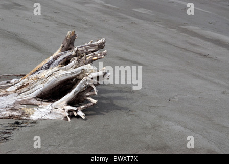 Driftwood sulla spiaggia di Fort Worden stato parco di Port Townsend, Washington, Stati Uniti d'America. Foto Stock