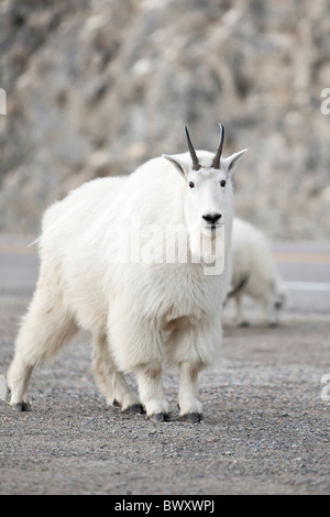 Capre di montagna, Icefields Parkway, Jasper National Park, Alberta, Canada. Foto Stock