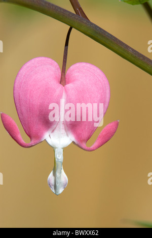 Elegante cuore di spurgo fiore con uno sfondo morbido Foto Stock