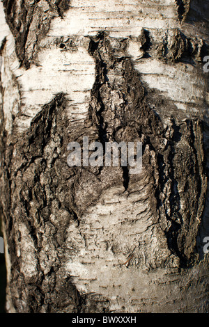 Bianco europeo betulla, Vårtbjörk (Betula pendula) Foto Stock