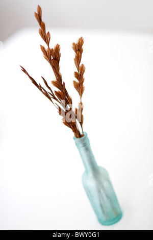 Fiori secchi in un vaso. Foto Stock