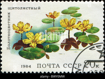 Unione Sovietica - circa 1984: un timbro stampato in URSS mostra fiori Nymphoides peltata, circa 1984 Foto Stock