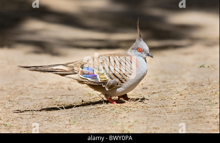 La colorata Crested Pigeon Ocyphaps lophotes è endemica in Australia Foto Stock