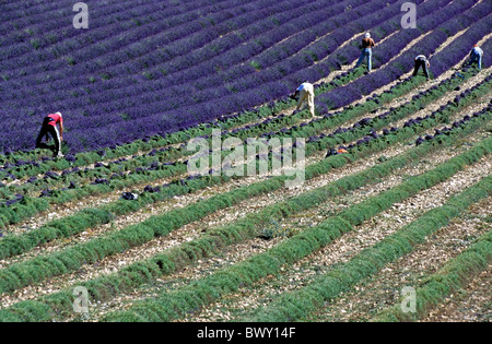 La raccolta dei lavoratori / Raccolta di lavanda in un campo in Provenza, nel sud della Francia. Foto Stock