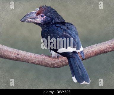 Trumpeter Hornbill femmina (bycanistes bucinator), Regno Unito Foto Stock