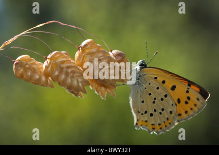 Purple-Shot rame (Lycaena alciphron) su grandi vacilla-erba (Briza maxima) Foto Stock