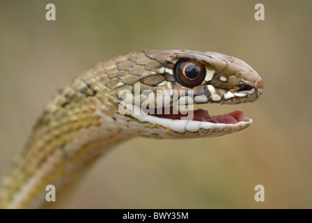 Montpelier Snake (Malpolon monspessulanum) Foto Stock