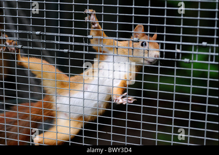 A gabbia di scoiattolo rosso Sciurus vulgaris - parte di un programma di riproduzione in cattività, Yorkshire Dales National Park, Regno Unito. Foto Stock