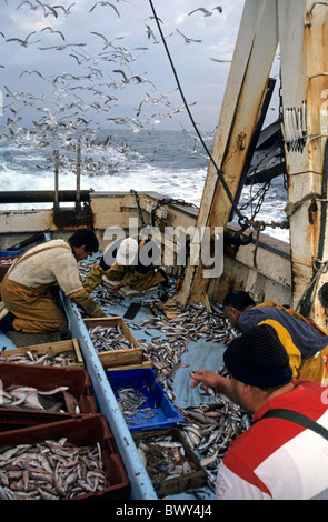 I pescatori lo smistamento delle loro catture sul ponte di un peschereccio mentre un Flock of Seagulls cerchi overhead, Marsiglia, Francia. Foto Stock