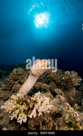 Bocca giallo moray Foto Stock