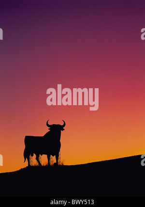 Spagna europa bull silhouette promozione segno vicino a Cadix alpenglow post-incandescenza Foto Stock