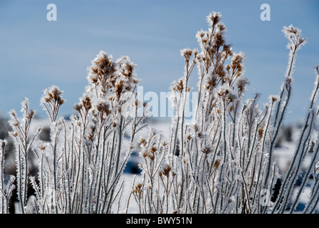 Frost-impianti coperti fuori Gordon Road Kane County USA Utah Foto Stock