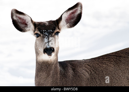 Mule Deer Odocoileus hemionus doe Rio Grande County Colorado USA Foto Stock