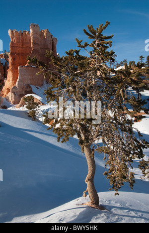 Grande Bacino Bristlecone Pine Pinus longaeva Queens Garden Trail di Bryce Canyon National Park nello Utah Stati Uniti d'America Foto Stock