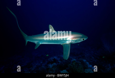 Pesca pelagica-la trebbiatrice-shark Alopias pelagicus- Foto Stock