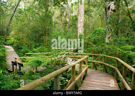 Il giardino di Eden passeggiata nella foresta nella foresta Tsitsikamma vicino a Plettenberg Bay sulla Garden Route del Sud Africa. Foto Stock