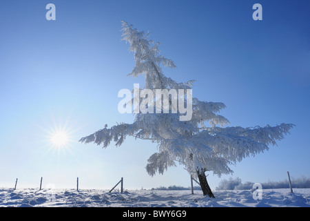 Coperta di neve conifera albero, Wasserkuppe, Rhon montagne, Hesse, Germania Foto Stock