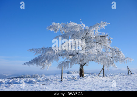 Coperta di neve conifera albero, Wasserkuppe, Rhon montagne, Hesse, Germania Foto Stock