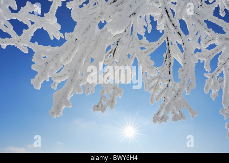 Close-up di trasformata per forte gradiente di brina sui rami di alberi, Wasserkuppe, Rhon montagne, Hesse, Germania Foto Stock