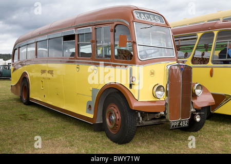 1951 AEC Regal lll metà cabina omnibus, PPF 492, al 2010 Goodwood, Sussex, Inghilterra, Regno Unito. Foto Stock