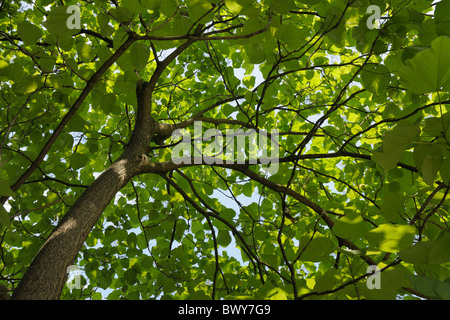 Indian Bean tree, Bad Harzburg, Goslar, Harz, Bassa Sassonia, Germania Foto Stock