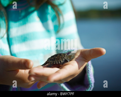 Ragazza con Baby scattare la tartaruga, Cache Lago, Algonquin Park, Ontario, Canada Foto Stock