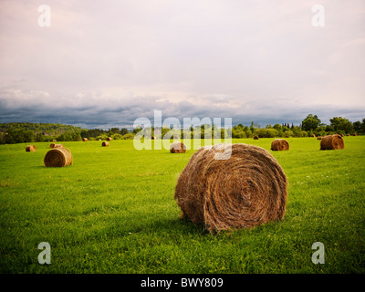 Balle di fieno in Campo, vicino a Port Carling, Ontario, Canada Foto Stock