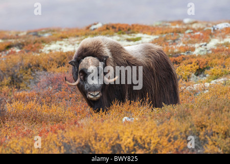 Bull Muskox sulla tundra, Dovrefjell-Sunndalsfjella National Park, Norvegia Foto Stock