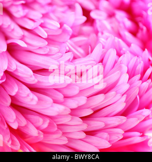 Splendidamente rosa luminoso aster petali Jane-Ann Butler JABP Fotografia870 Foto Stock