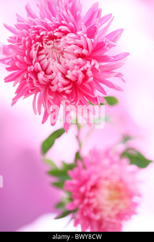 Splendida atmosfera fresca aestri, una gioia di estate Jane-Ann Butler JABP Fotografia876 Foto Stock