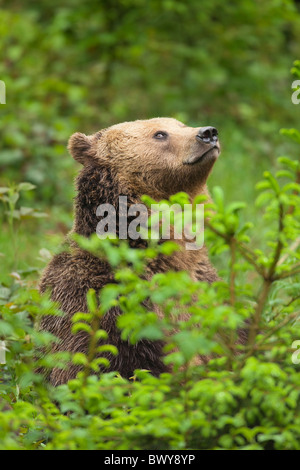 Orso bruno, il Parco Nazionale della Foresta Bavarese, Baviera, Germania Foto Stock