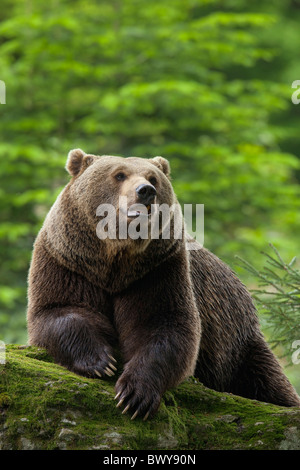 Maschio di orso bruno in appoggio sulla roccia, il Parco Nazionale della Foresta Bavarese, Baviera, Germania Foto Stock