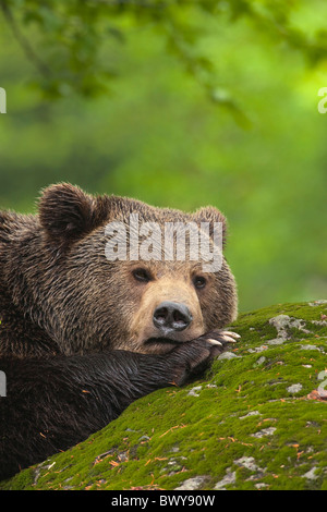 Maschio di orso bruno in appoggio sulla roccia, il Parco Nazionale della Foresta Bavarese, Baviera, Germania Foto Stock