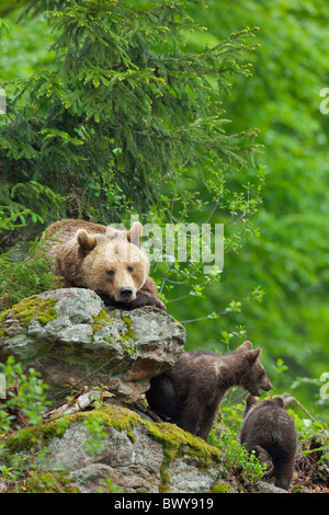 Femmina di orso bruno con i cuccioli, Parco Nazionale della Foresta Bavarese, Baviera, Germania Foto Stock