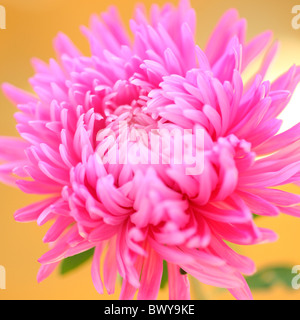 Suggestiva rosa aster bloom Jane-Ann Butler JABP Fotografia874 Foto Stock