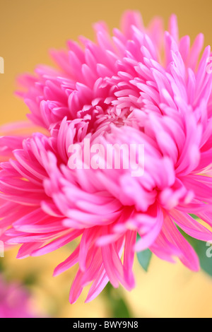 Di un bel colore rosa ritratto aster Jane-Ann Butler JABP Fotografia875 Foto Stock