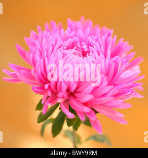 Suggestiva rosa aster bloom Jane-Ann Butler JABP Fotografia873 Foto Stock