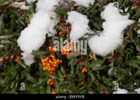 Pyracantha (bagliore arancione) in inverno con neve in appoggio sui rami Foto Stock