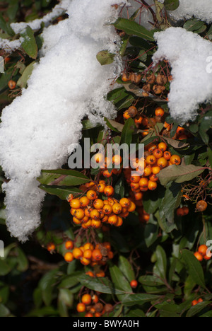 Pyracantha (bagliore arancione) in inverno con neve in appoggio sui rami Foto Stock