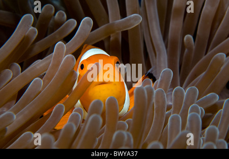 Western-clown-anemonefish Amphiprion ocellaris- Foto Stock