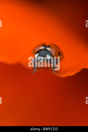 Close-up, immagine macro di un 7-spot Coccinella - coccinella septempunctata poggiante sulla vibrante rosso petalo di un papavero orientale fiore. Foto Stock