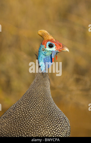 Helmeted Faraone Numida meleagris Parco Nazionale Kruger Sud Africa Foto Stock