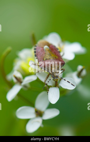 Un close-up immagine di un marrone bug di protezione - Halyomorpha halys Foto Stock