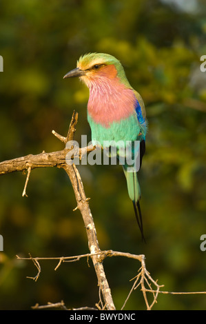 Rullo Lilac-Breasted (Coracias caudatus), Kruger National Park, Sud Africa Foto Stock