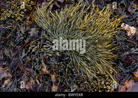 Le alghe fino vicino, texture di sfondo Foto Stock